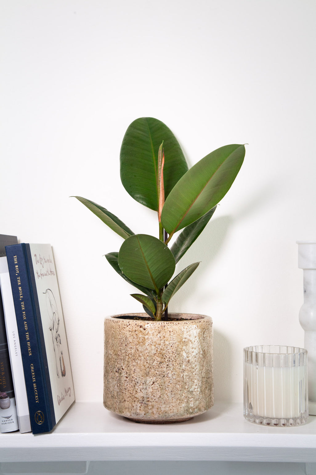 files/IndoorPlants-LeighShots16.11.2023-155.jpg